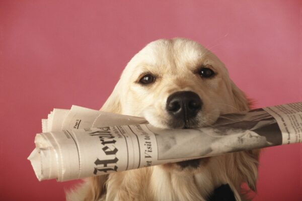Dog retrieving press release